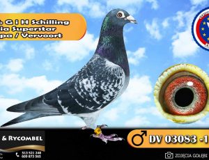 100% G i H Schilling – linia Superstar – Drapa / Vervoort