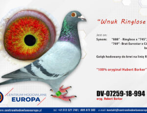 100% Hubert Borker – enkel Ringlose Prange