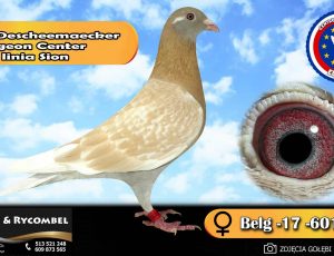 100% Descheemaecker Pigeon Center – linia Sion