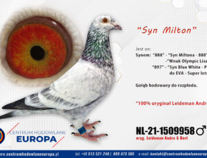 Oryg. Leideman – linia „Grizzle” – Syn Miltona