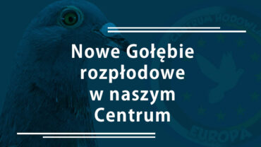 Nowe gołębie rozpłodowe w naszym Centrum Hodowlanym