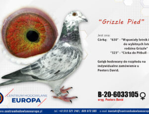 Oryg. Peeters David- Grizzle Pied