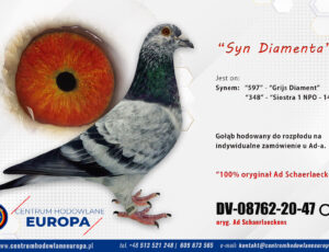 Oryg. Ad Schaerlaeckens- Syn Diamenta