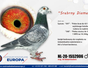 Oryg. Ad Schaerlaeckens.- Srebrny Diament