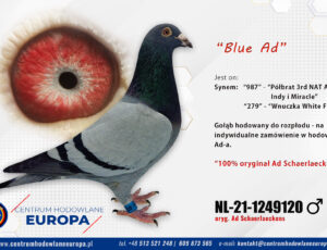 Oryg. Ad Schaerlaeckens – Blue Ad